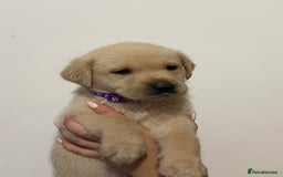 Labrador Retriever dogs for sale: Labrador Puppies available  - Image 7