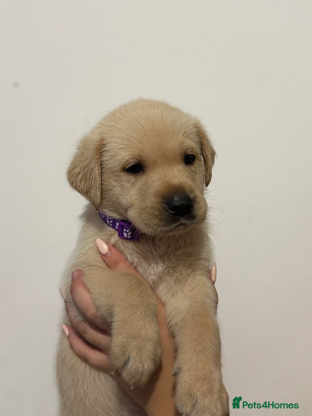 Labrador Retriever dogs for sale: Labrador Puppies available  - Image 7
