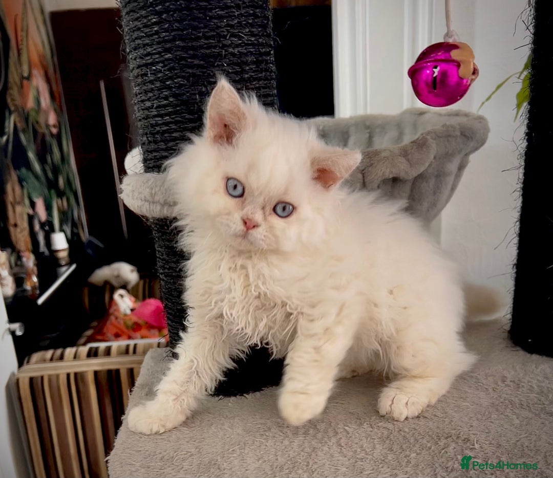 Selkirk Rex cats for sale: Selkirk rex kittens 😻 - Image 14