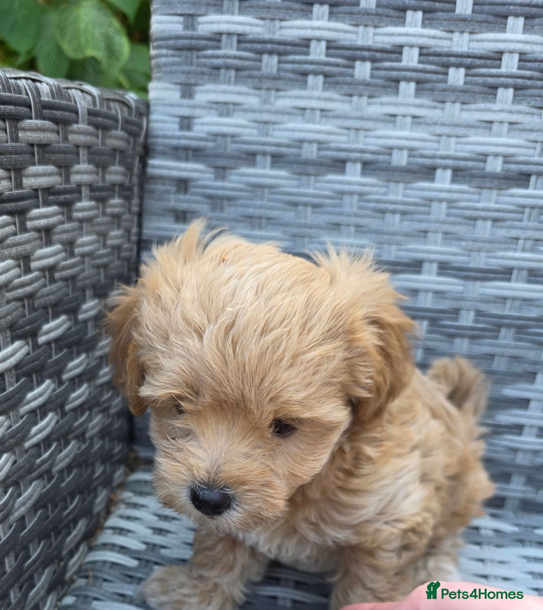 Maltipoo dogs Maltipoo lovely, cutest puppy - Advert 17