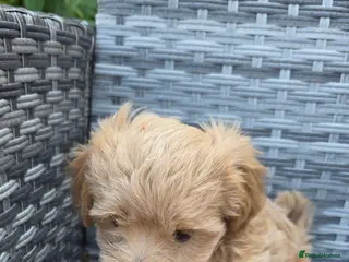 Maltipoo dogs Maltipoo lovely, cutest puppy - Advert 2