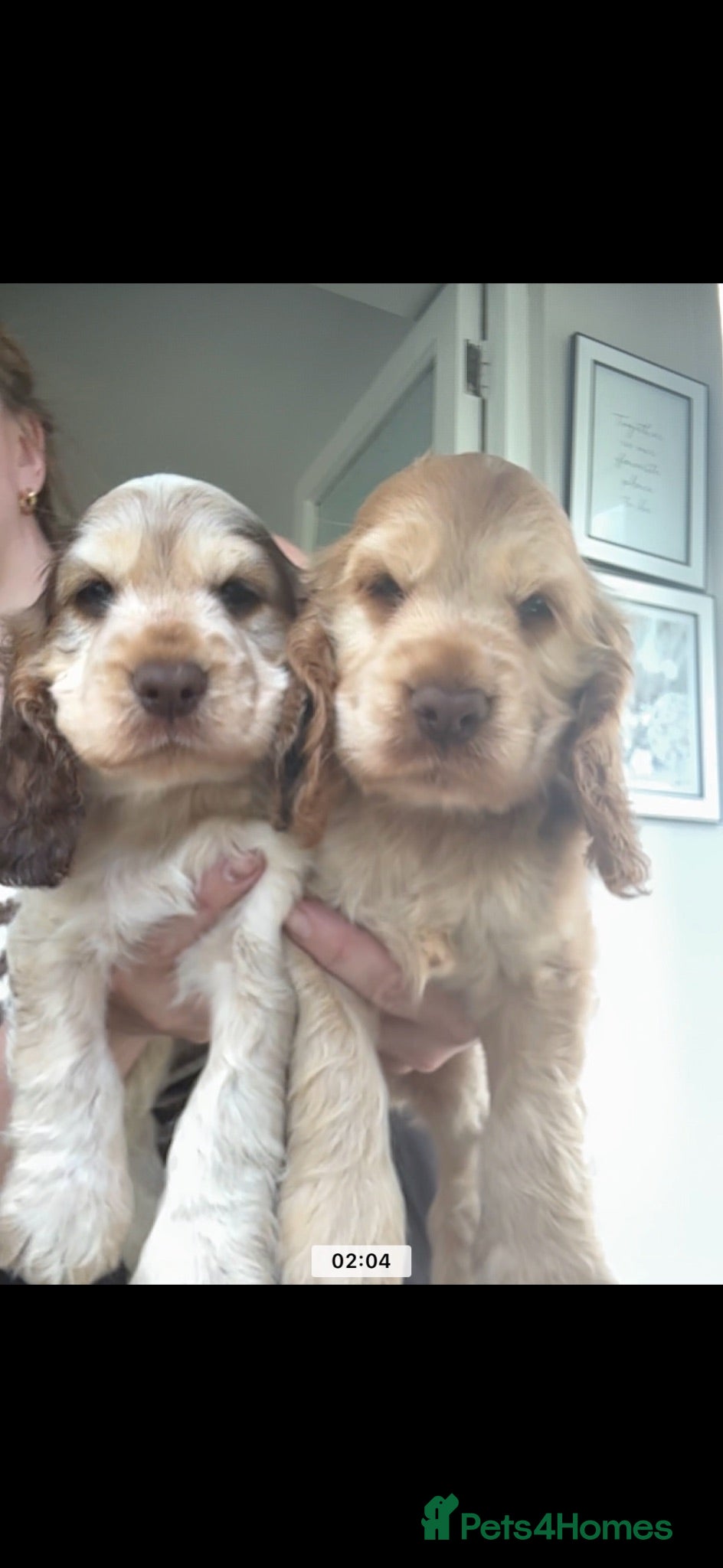 Cocker Spaniel dogs KC Registered Sable Show cocker spaniels  - Advert 2