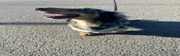 Dachshund dogs for stud: Russel - Advert 2