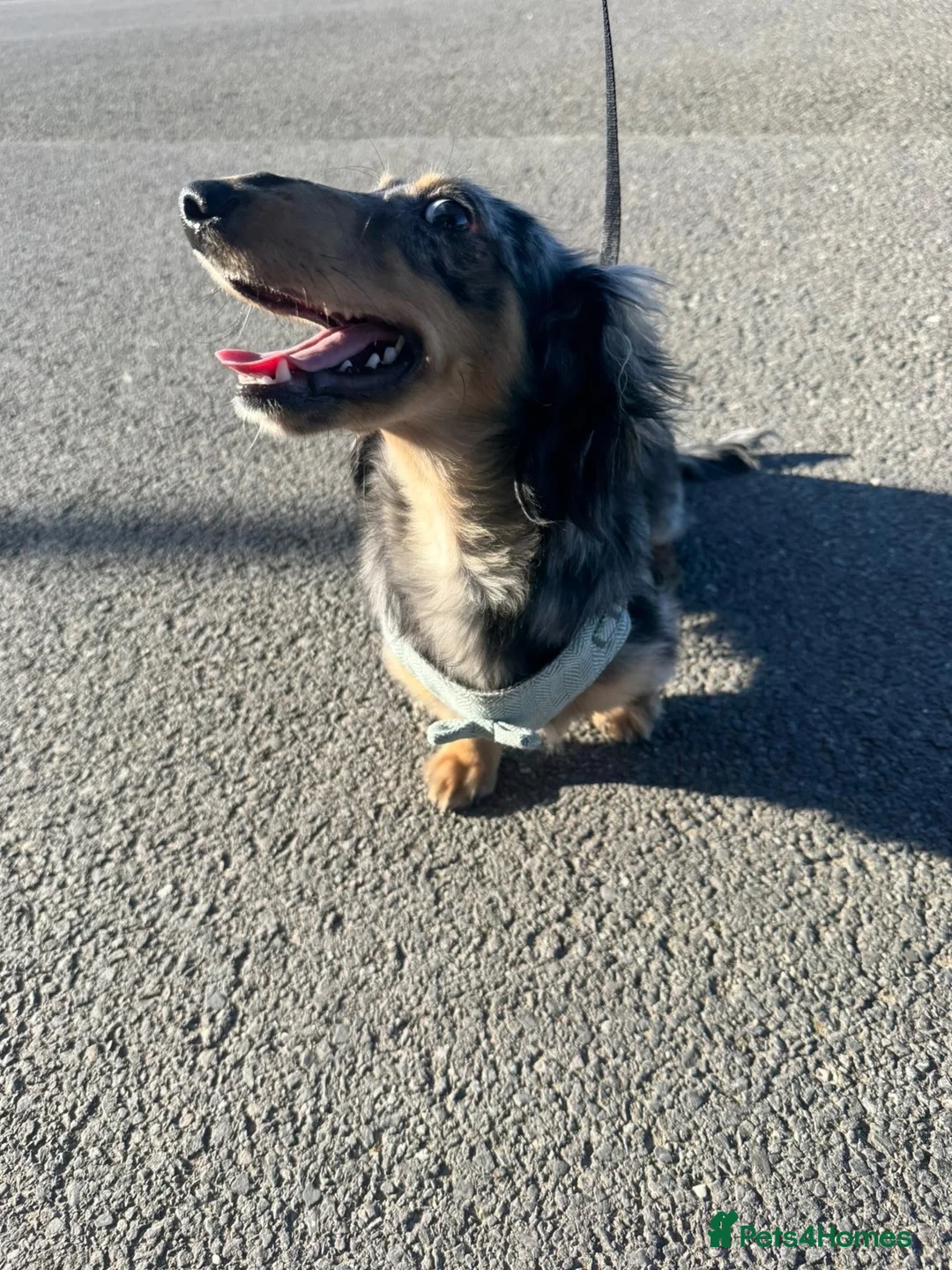 Dachshund dogs for stud: Russel - Advert 2