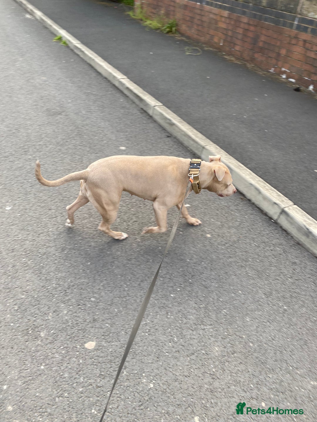 American Bully dogs for sale: Dog sale - Image 4