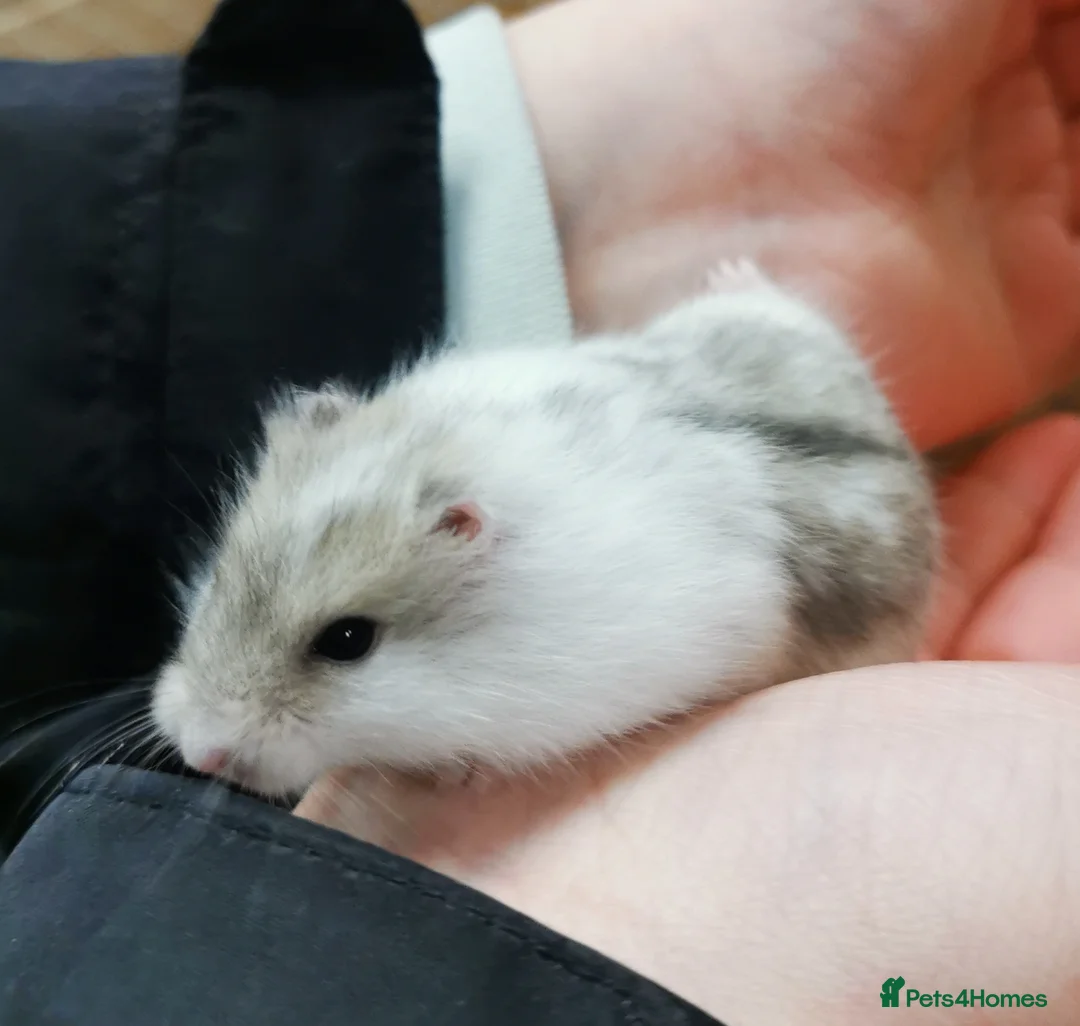 Hamster rodents for sale: Winter white dwarf hamsters.  - Advert 2