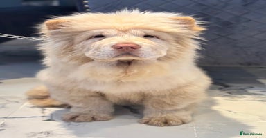 Chow Chow dogs - Advert 5