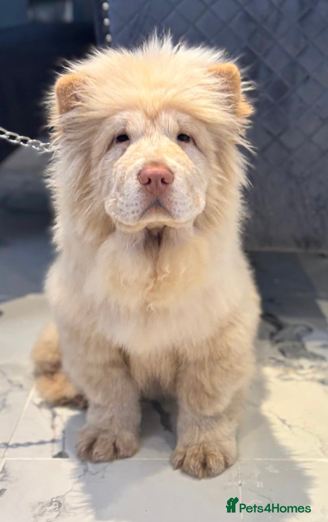 Chow Chow dogs for sale: 5 UNREAL QUALITY CHOWS 😍🦁 final reductions!  - Image 4