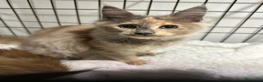 Maine Coon 1 misty