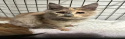 Maine Coon cats for sale: Tica reg Maine coons - Advert 3