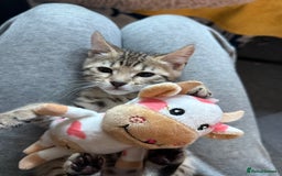 Bengal cats for sale: Three Stunning Bengals for sale 🖤 - Image 8