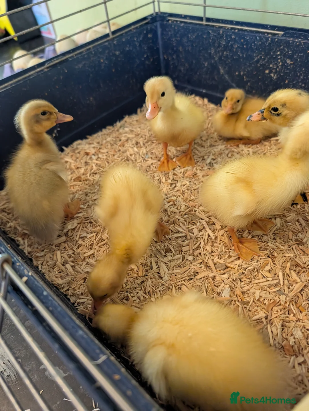 Ducks poultry for sale: Beautiful hatch of Runner Ducklings - Advert 2