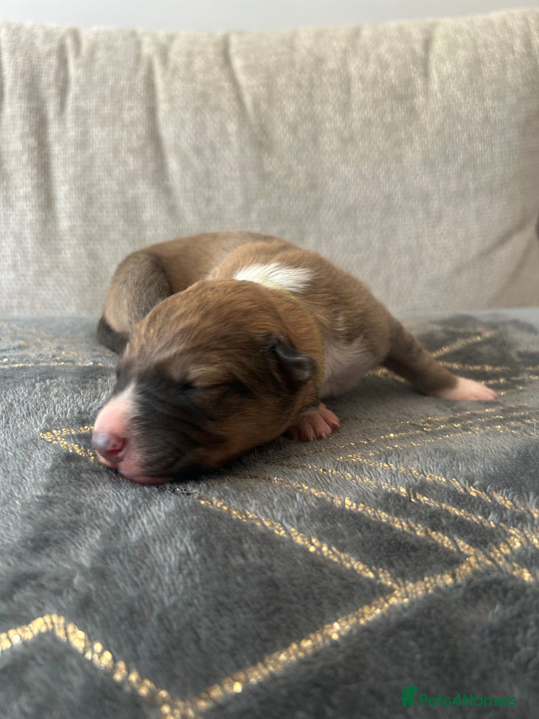 Mixed Breed dogs for sale: Welsh collies X Border collie - Image 3