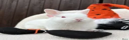 Netherland Dwarf rabbits for sale: gorgeous Netherland dwarf babies. Ruby eyed white  - Advert 14