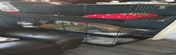 Guinea Pig rodents for sale: 2x female skinny pigs - Advert 3