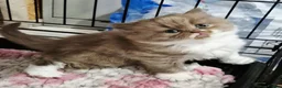 British Longhair cats for sale: GCCF REG, British Longhairs. - Advert 14