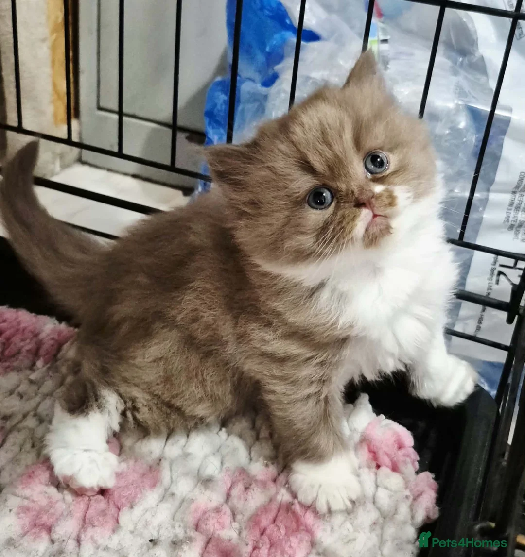 British Longhair cats for sale: GCCF REG, British Longhairs. - Advert 14