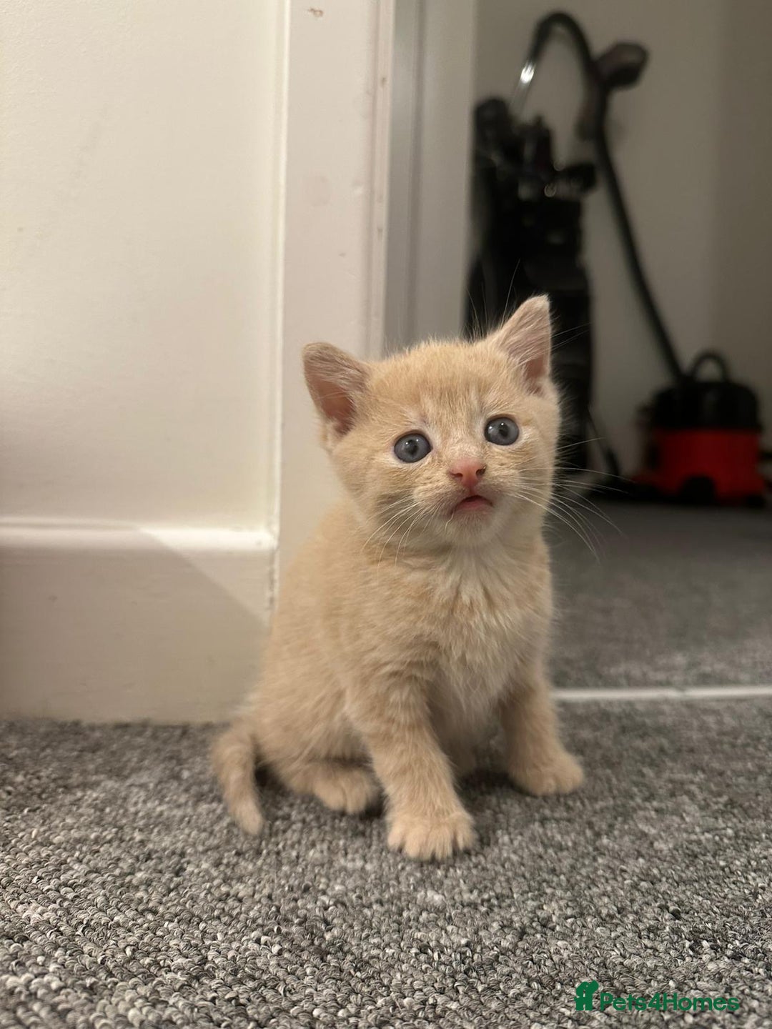 Mixed Breed cats for sale: Beautiful litter of playful kittens  - Advert 6