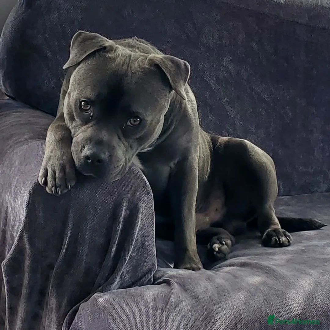 Staffordshire Bull Terrier dogs for stud: Lord Dave the blue staffy - Advert 3