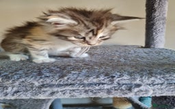 Maine Coon cats for sale: 5 stunning Mainecoon kittens  - Image 10