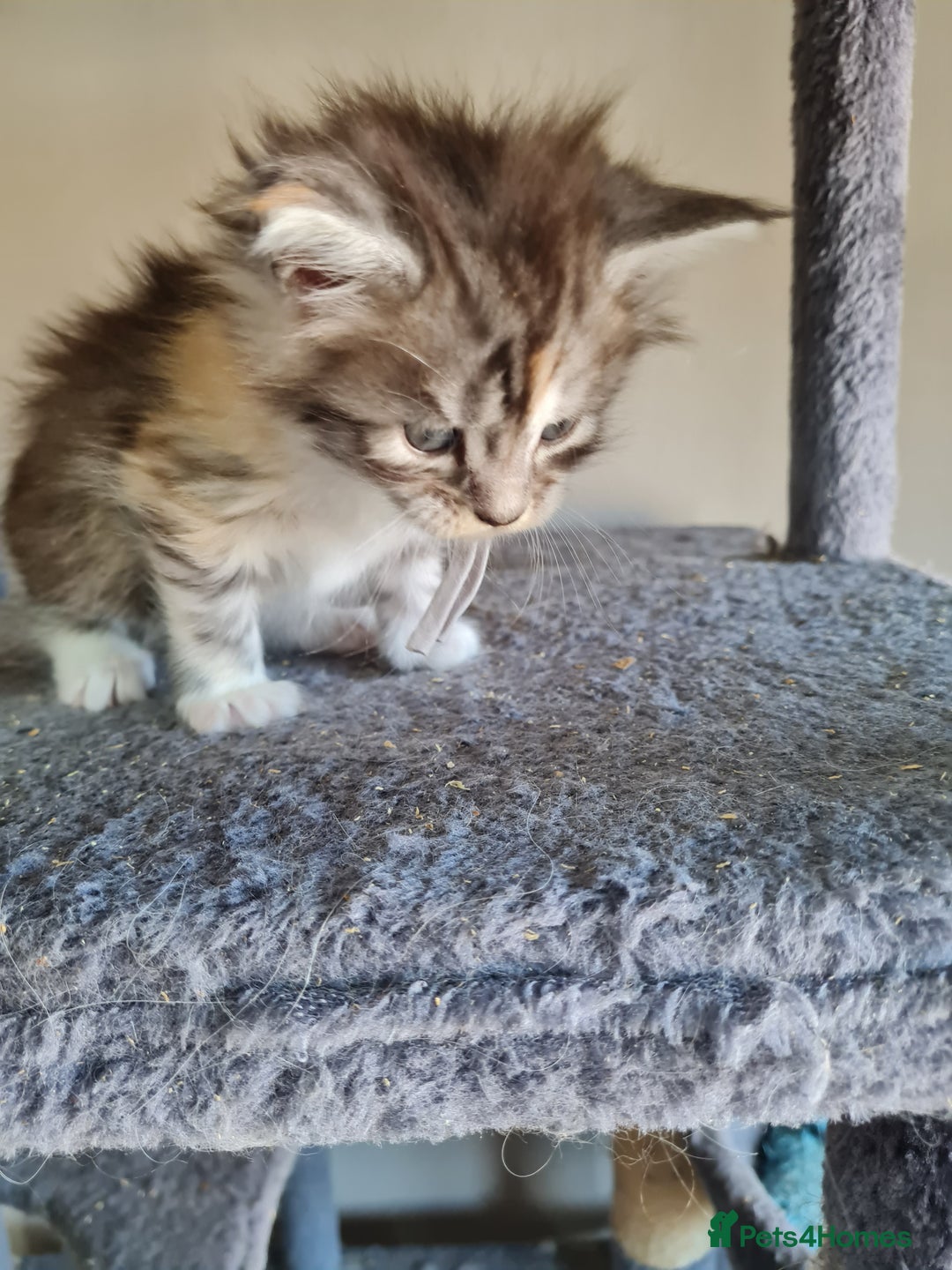 Maine Coon cats for sale: 5 stunning Mainecoon kittens  - Image 10