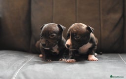 Staffordshire Bull Terrier dogs for sale: Stunning KC Staffordshire bull terrier puppies - Image 4
