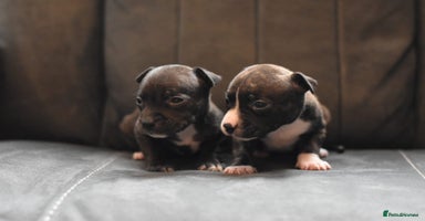 Staffordshire Bull Terrier dogs - Advert 12