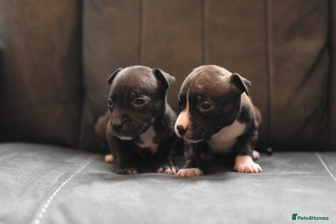 Staffordshire Bull Terrier dogs for sale: Stunning KC Staffordshire bull terrier puppies - Image 4