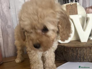 Cockapoo dogs Cockapoo Puppies looking for their forever homes - Advert 1