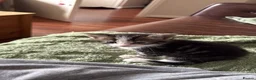 Domestic Shorthair cats for sale: Kittens  - Advert 9