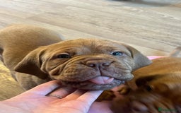 Dogue De Bordeaux dogs for sale: Beautiful KC Dogue De Bordeaux Puppies - Advert 17