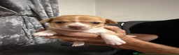 Chihuahua dogs for sale: Chihuahua puppies - Advert 11
