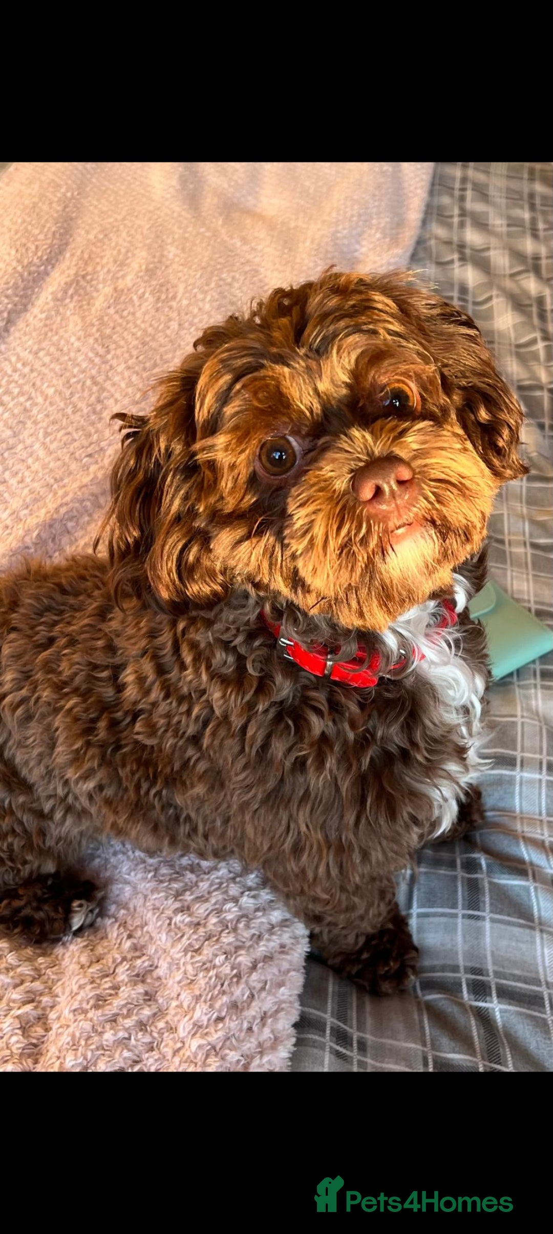 Shihpoo dogs for sale: shihpoo pups ONE BOY LEFT  - Image 10