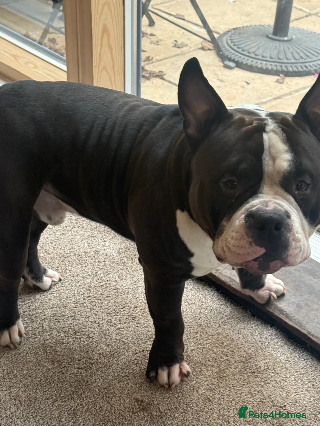 American Bully dogs for stud: American bully pocket - Advert 21