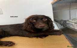 Cocker Spaniel dogs for sale: KC Registered Working Cocker Spaniel puppies - Image 5