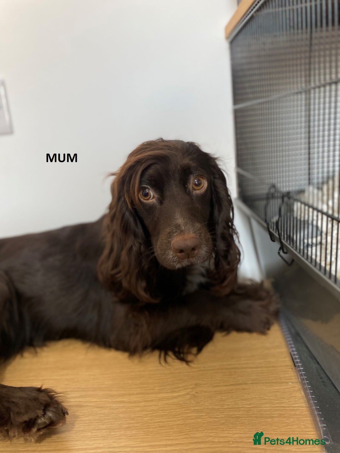 Cocker Spaniel dogs for sale: KC Registered Working Cocker Spaniel puppies - Image 5