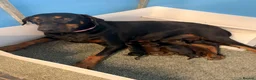 Dobermann dogs for sale: Beautiful Doberman Puppies for sale  in Spalding - Advert 3
