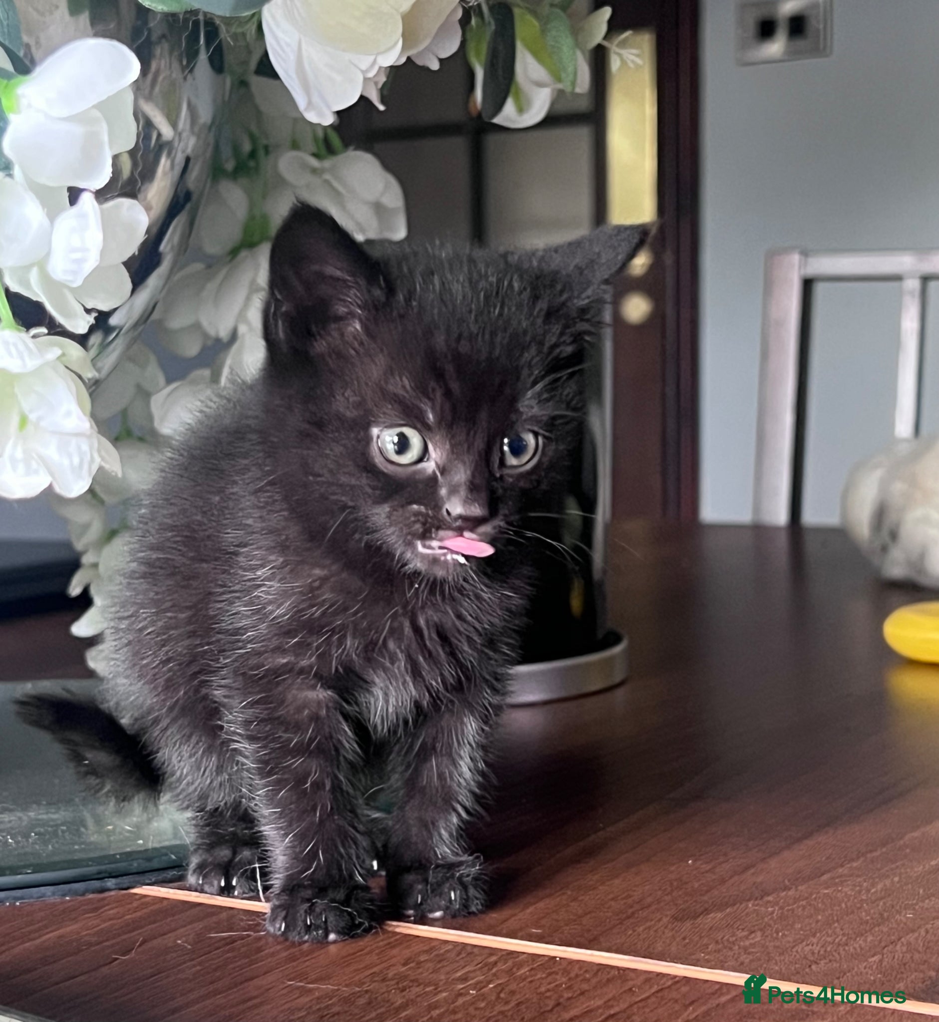 British Shorthair cats 6 Beautiful black kittens (British Shorthair Mix) - Advert 10