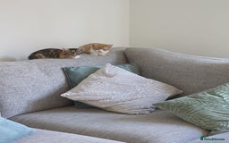 Mixed Breed cats for sale: Kittens  - Image 2
