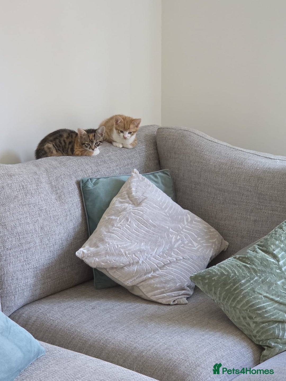 Mixed Breed cats for sale: Kittens  - Image 2