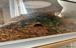 Python Snake reptiles for sale: Male adult, chocolate ball python - Image 4