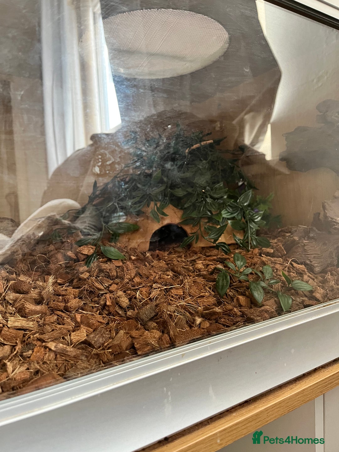 Python Snake reptiles for sale: Male adult, chocolate ball python - Image 4