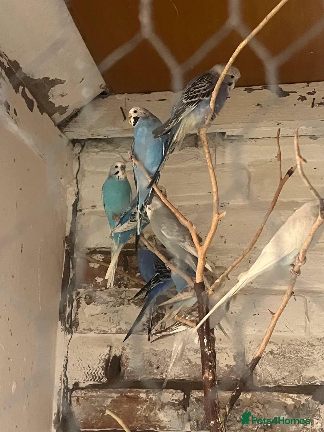 Mixed Breed birds for sale: Budgies for sale - Advert 2