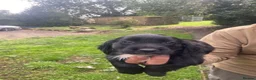 Cocker Spaniel dogs for sale: Working cocker spaniels  - Advert 6