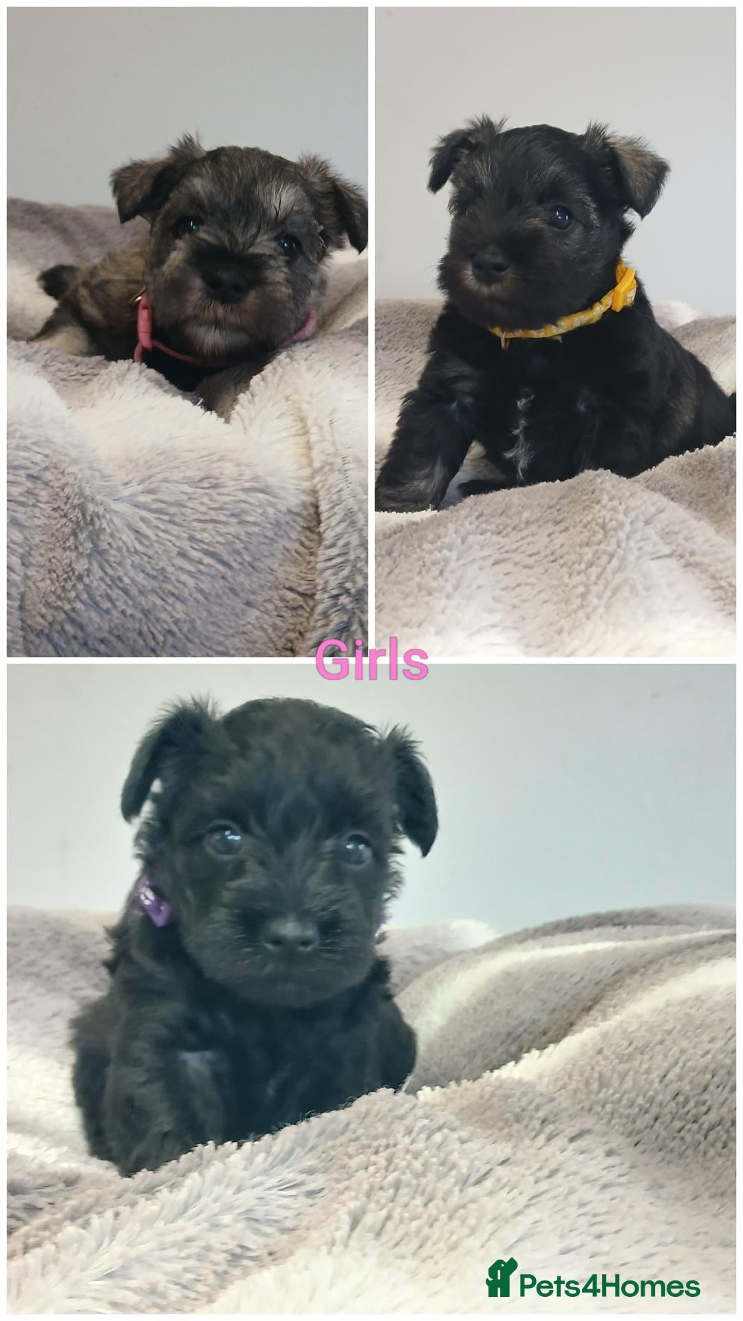 Miniature Schnauzer dogs Miniature shnauzer puppies  - Advert 2