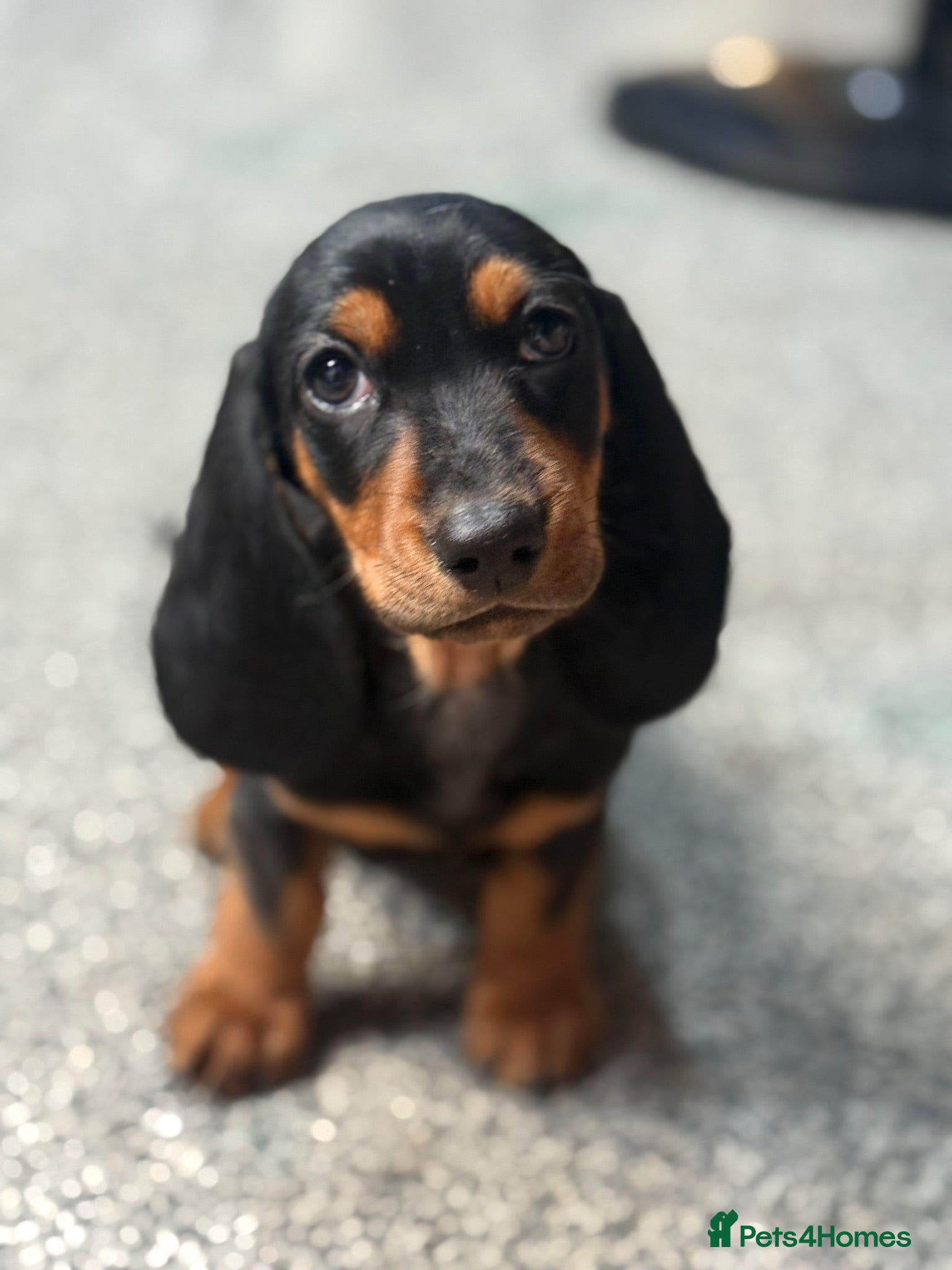 Mixed Breed dogs 🐾 Mini Bassets 🐾 - Advert 1