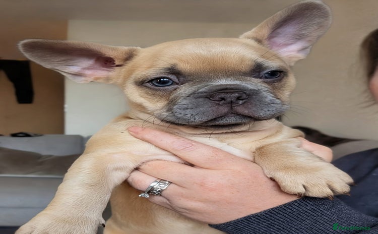 French Bulldog dogs - Advert 1