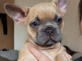 French Bulldog dogs - Advert 10