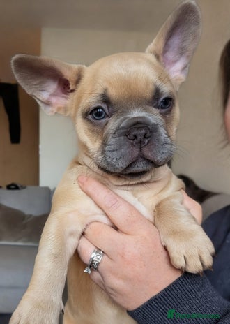 French Bulldog dogs - Advert 13