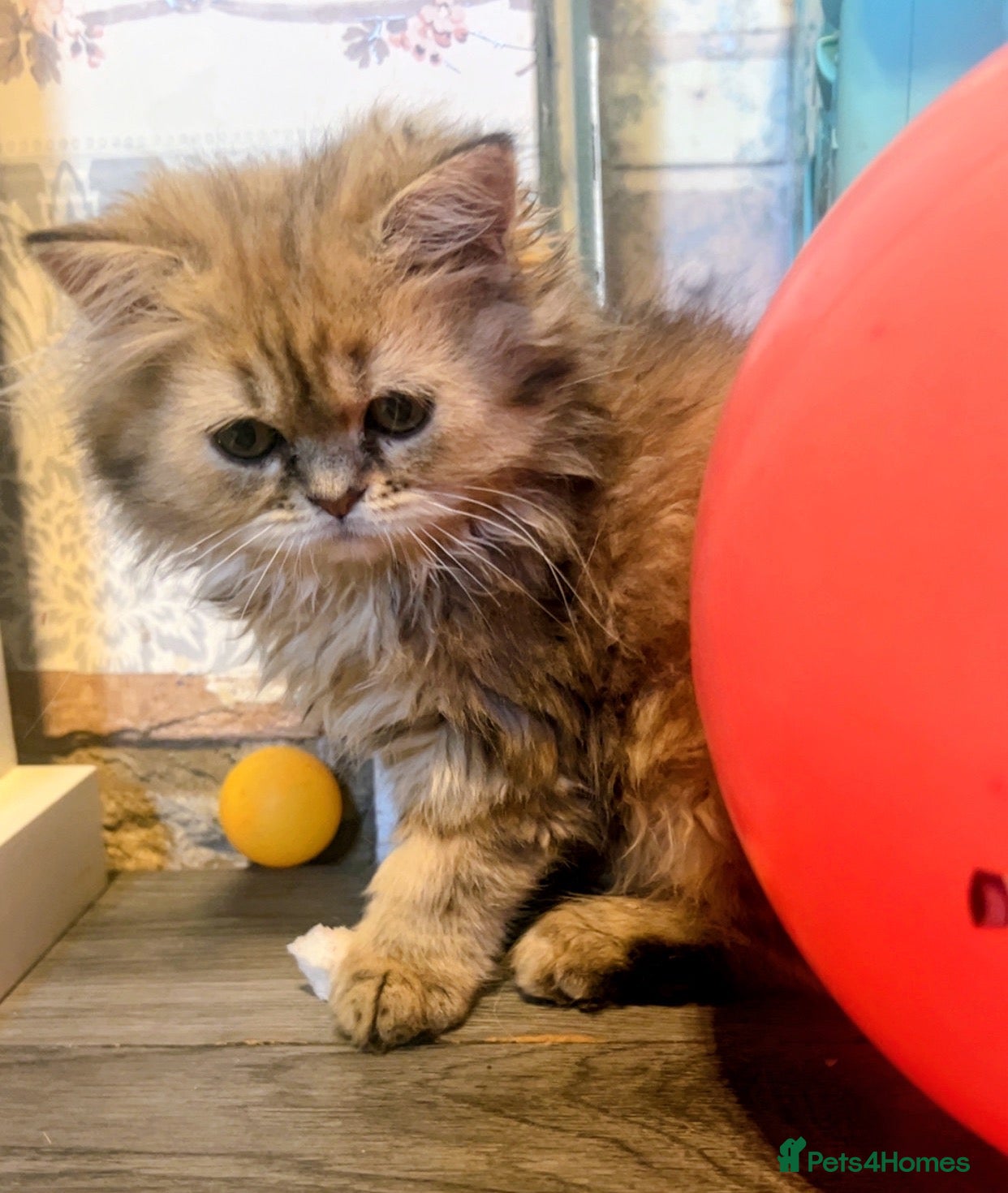 Persian cats FEW LEFT PERSIAN BABIES  🌸🌷💐🌹🌼 - Advert 2
